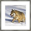 Wolf Canis Lupus Walking In Snow Framed Print