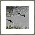 Wood Ducks At Peace Framed Print