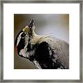 Woody Framed Print