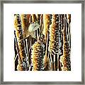 Wren And Cattails 2 Framed Print