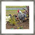 Yard Chickens Framed Print