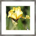 Yellow And White Iris Framed Print