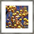 Yellow Berry Framed Print