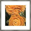 Yellow Blooms Framed Print