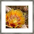 Yellow Cactus Flower Framed Print