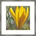 Yellow Crocus In Spring Framed Print