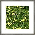 Yellow Flowers Framed Print