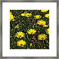Yellow Flowers Of The Field Of Green Grass Framed Print