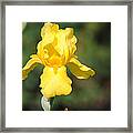 Yellow Iris Framed Print