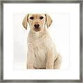 Yellow Labrador Retriever Puppy Framed Print