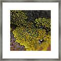 Yellow Lichen Framed Print