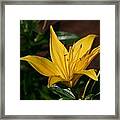 Yellow Lily Framed Print