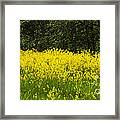 Yellow Meadow Flowers Framed Print