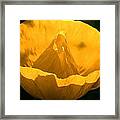 Yellow Poppy Flower Framed Print