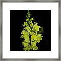 Yellow Snapdragons Framed Print