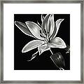Yellow Tiger Lily In Black And White Framed Print