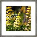 Yellow Wildflower Lupine Framed Print
