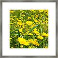 Yellow Wildflowers Framed Print
