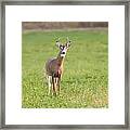 Young Buck Framed Print