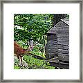 Young Buck At Treehouse Hopatcong Framed Print