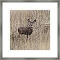 Young Buck Framed Print