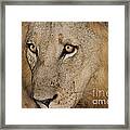 Young Lion Framed Print