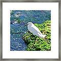 Young Snowy Egret Framed Print