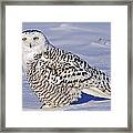 Young Snowy Owl Framed Print