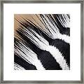 Zebra Equus Quagga Mane, Khama Rhino Framed Print