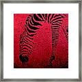 Zebra On Red Framed Print