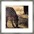 Zebra Take One Framed Print