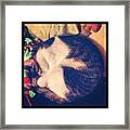 Ziggy In The Moonlight. #cat #cats Framed Print