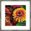 Zinnia Framed Print