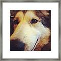 Zoe, Up Close & Personal Framed Print