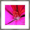 Zonal Geranium Named Tango Neon Purple Framed Print