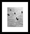 Mao Zedong Swims The Yangtze River By Bettmann
