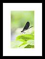 A Bug With Shadow Framed Print A Bug With Shadow Framed Print