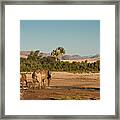 A Family Heads Home Framed Print