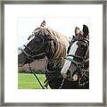 Belgian Horses Framed Print
