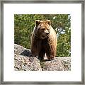 Brown Bear 4 Framed Print