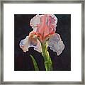 Majestic Iris Framed Print