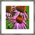 01 Bee And Echinacea Framed Print