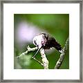 0420 - Ruby-throated Hummingbird Framed Print