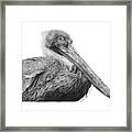 047 - Sinbad The Pelican Framed Print