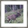 Bull Elk Rmnp Co Framed Print