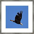Bald Eagle Juvenile Burgess Res Co Framed Print