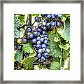 0984 Vineyard Framed Print