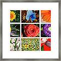 9 Image Collage Of Flowers #1 Framed Print