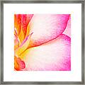 Abstract Rose Petals #1 Framed Print