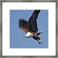African Fish Eagle Framed Print